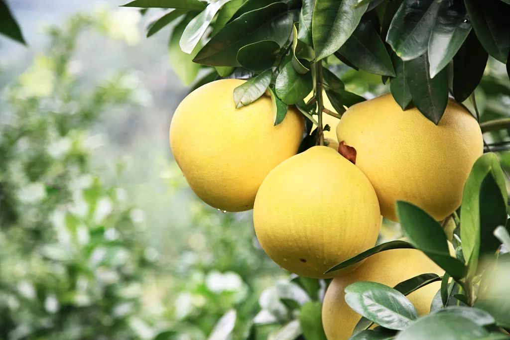 今年廣東梅州柚子情況如何？